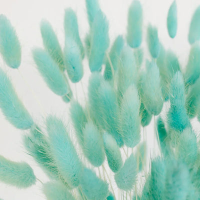 Baby Blue Dried Bunny Tail Grass