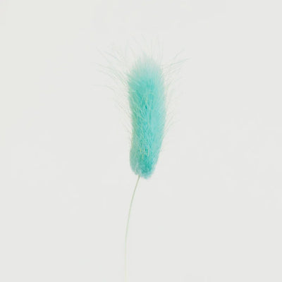 Baby Blue Dried Bunny Tail Grass