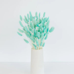 Baby Blue Dried Bunny Tail Grass