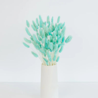 Baby Blue Dried Bunny Tail Grass