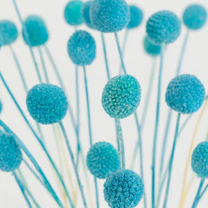 Baby Blue Dried Craspedia Billy Balls