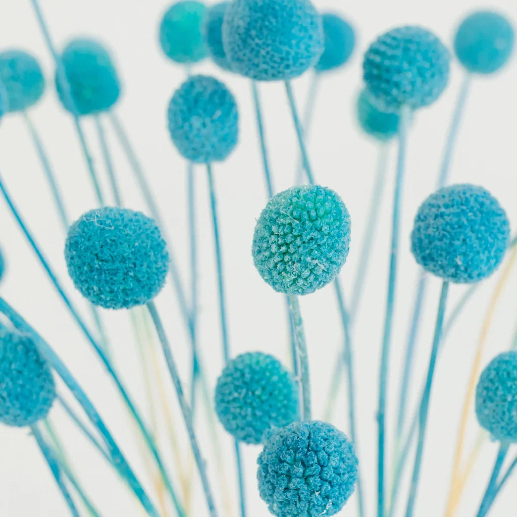 Baby Blue Dried Craspedia Billy Balls