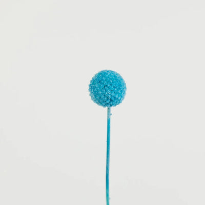 Baby Blue Dried Craspedia Billy Balls