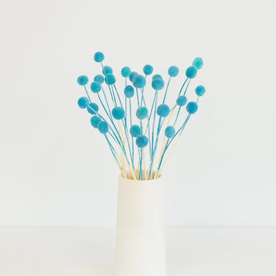 Baby Blue Dried Craspedia Billy Balls