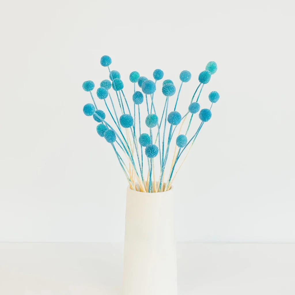 Baby Blue Dried Craspedia Billy Balls