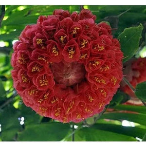 Rose of Venezuela Layered Live Flowering Plant (Brownea)