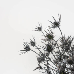 Black Thistle Flowers