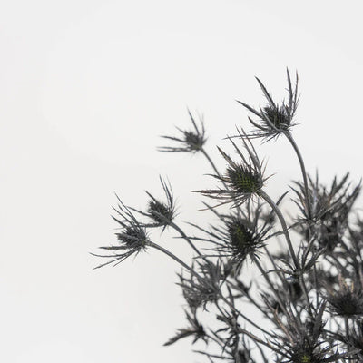 Black Thistle Flowers