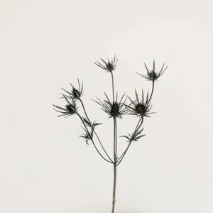 Black Thistle Flowers