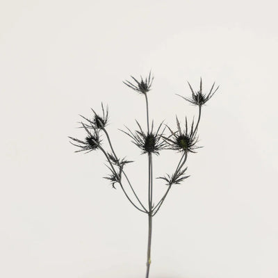 Black Thistle Flowers