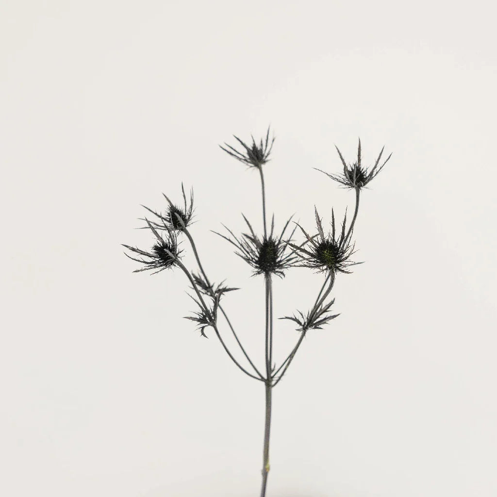 Black Thistle Flowers