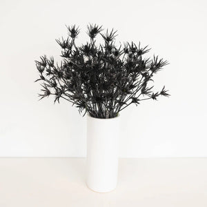 Black Thistle Flowers
