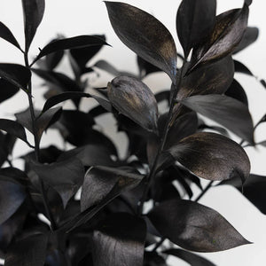 Black Tinted Ruscus Greenery
