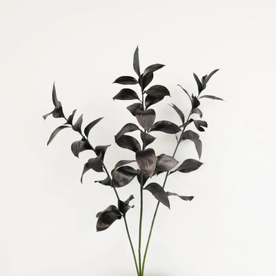 Black Tinted Ruscus Greenery