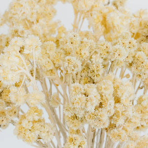 Bleached Dried Andean Asters