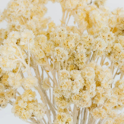 Bleached Dried Andean Asters