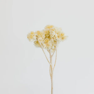 Bleached Dried Andean Asters
