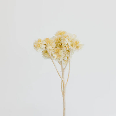 Bleached Dried Andean Asters