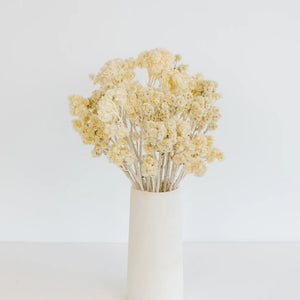 Bleached Dried Andean Asters