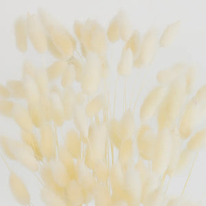 Bleached Dried Bunny Tail Grass