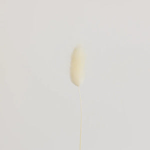 Bleached Dried Bunny Tail Grass