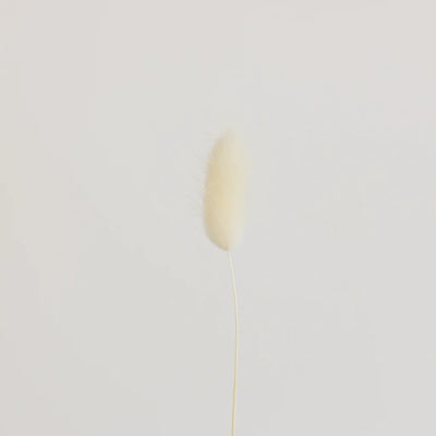 Bleached Dried Bunny Tail Grass