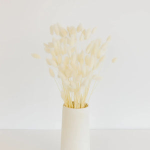 Bleached Dried Bunny Tail Grass