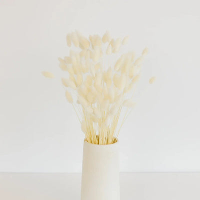 Bleached Dried Bunny Tail Grass