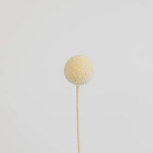 Bleached Dried Craspedia Billy Balls