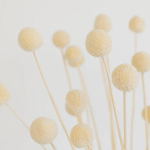 Bleached Dried Craspedia Billy Balls