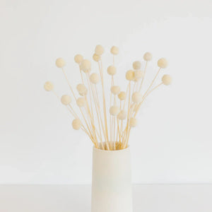 Bleached Dried Craspedia Billy Balls