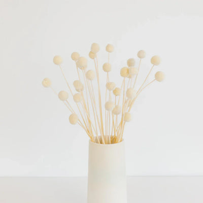 Bleached Dried Craspedia Billy Balls