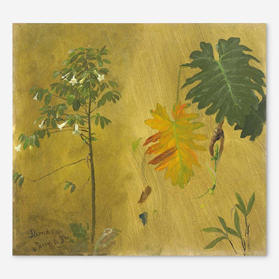 Botanical Study, Jamaica Print by Frederic Edwin Church