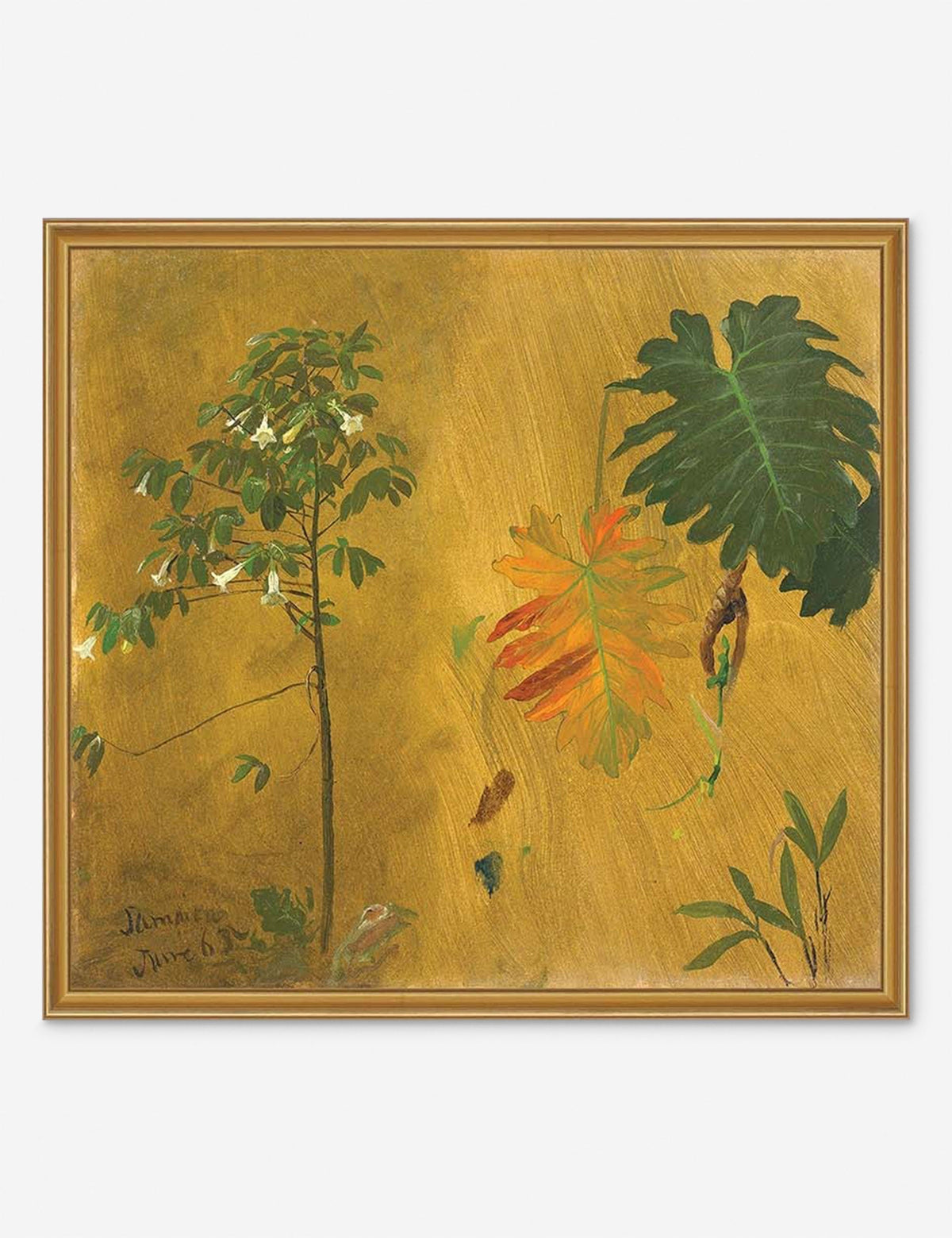 Botanical Study, Jamaica Print by Frederic Edwin Church