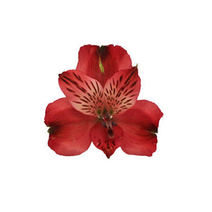 Brick Red Peruvian Lilies
