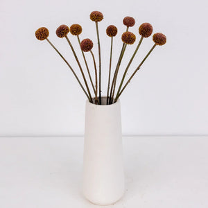 Bronzed Rose Gold Craspedia Billy Balls