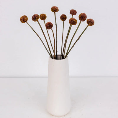 Bronzed Rose Gold Craspedia Billy Balls