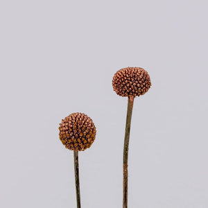 Bronzed Rose Gold Craspedia Billy Balls