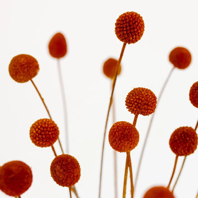 Rust Brown Dried Craspedia Billy Balls