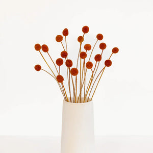 Rust Brown Dried Craspedia Billy Balls