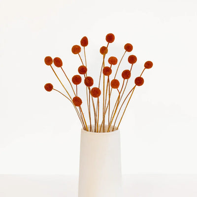 Rust Brown Dried Craspedia Billy Balls