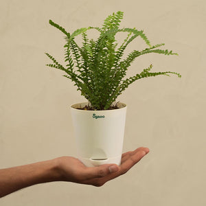 Fern Button Plant For Environment Day Gifting