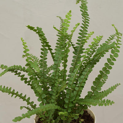 Fern Button Plant For Environment Day Gifting