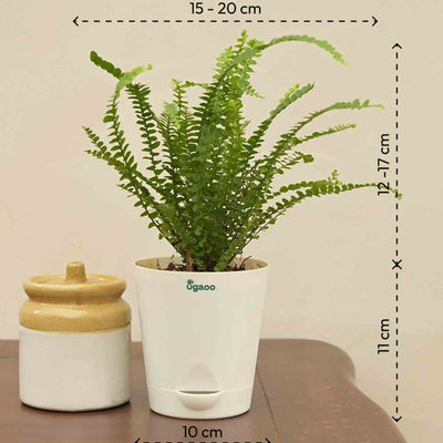 Fern Button Plant For Environment Day Gifting