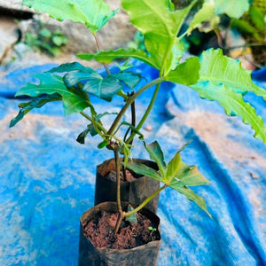 Cardinal Creeper (Ipomoea Horsfalliae) Grafted Live Plant