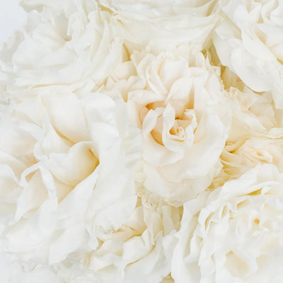 Giant White Pearl Garden Roses