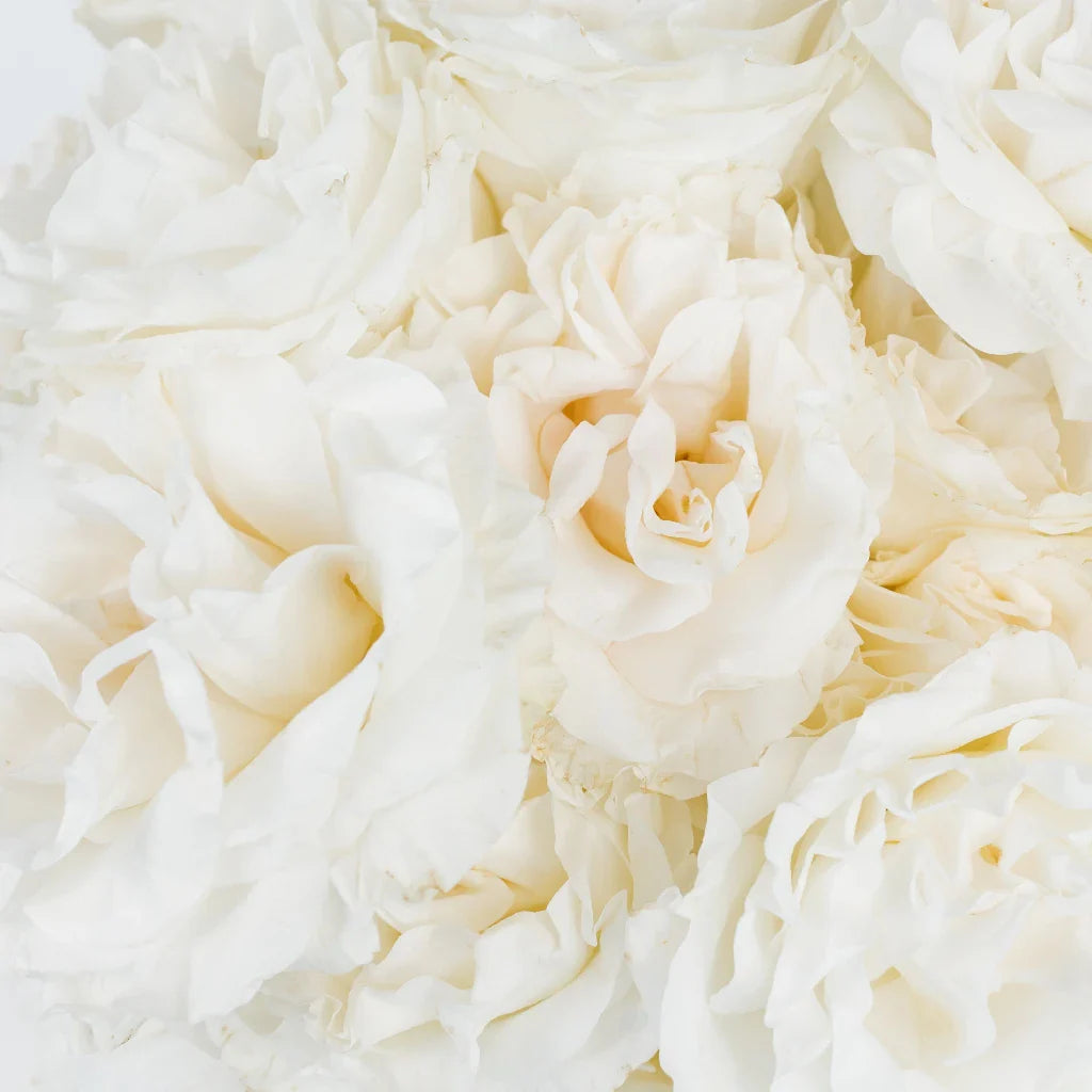Giant White Pearl Garden Roses