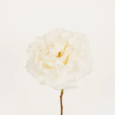 Giant White Pearl Garden Roses