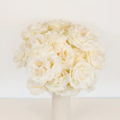 Giant White Pearl Garden Roses