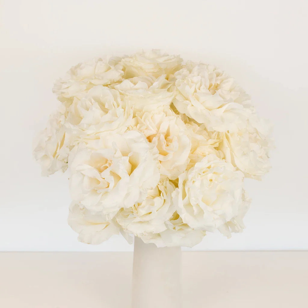Giant White Pearl Garden Roses